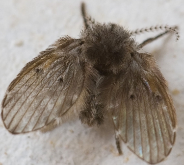 Alles wat u moet weten over rioolvliegjes